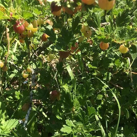 Bio Fattoria Ca D'pignat Panzió Lama Mocogno