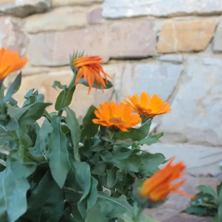 Bio Fattoria Ca D'pignat