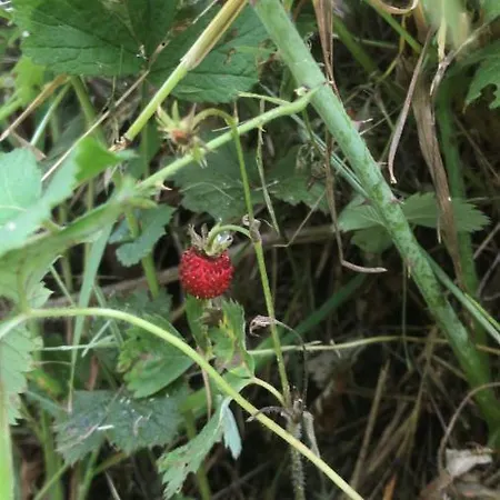 Bio Fattoria Ca D'pignat 住宿加早餐酒店 Lama Mocogno