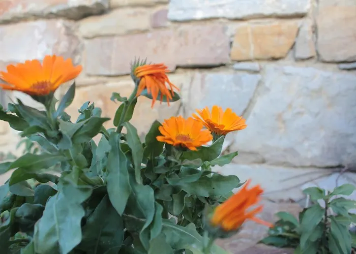 Bio Fattoria Ca D'pignat