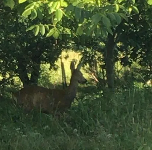 Bio Fattoria Ca D'pignat Bed & Breakfast Lama Mocogno