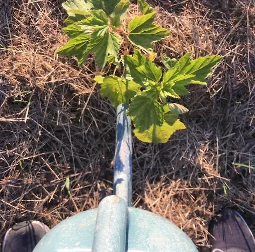 Bed & Breakfast Bio Fattoria Ca D'pignat