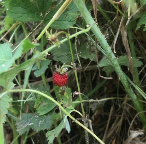 Bio Fattoria Ca D'pignat Bed & Breakfast Lama Mocogno