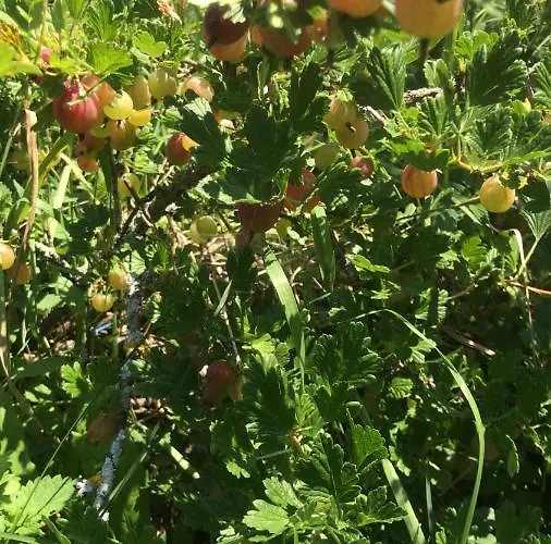 Bio Fattoria Ca D'pignat Bed & Breakfast Lama Mocogno